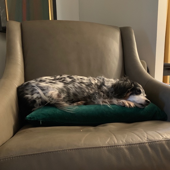 Meet your Posher, Durden - Picture 1 of 1